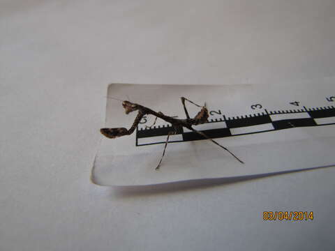 Image of Malaysian dead leaf mantis