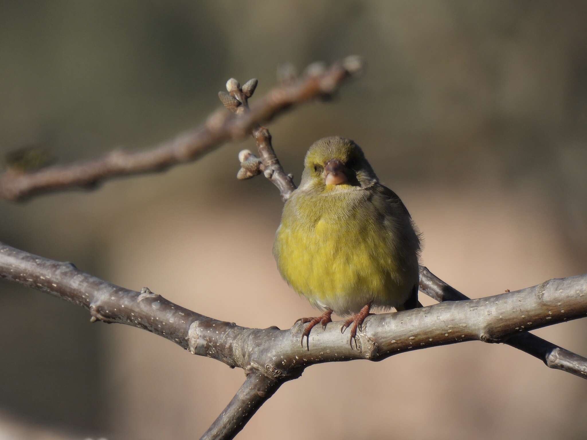 Chloris chloris aurantiiventris (Cabanis 1851) resmi