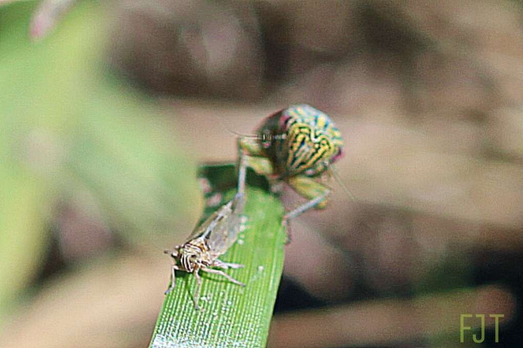 Image of Apogonalia fraterna Young 1977