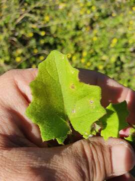 Image of Arctotis perfoliata (Less.) Beauv.