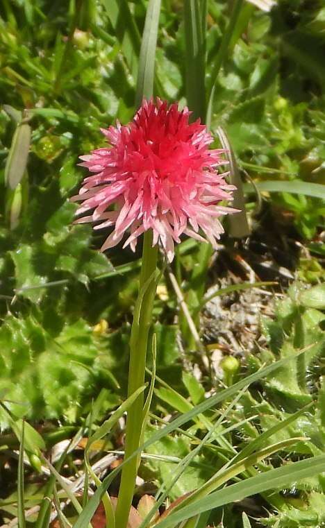 Слика од Gymnadenia corneliana (Beauverd) Teppner & E. Klein