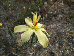 Image of Moraea intermedia Goldblatt & J. C. Manning