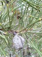 Image of Hakea lissosperma R. Br.