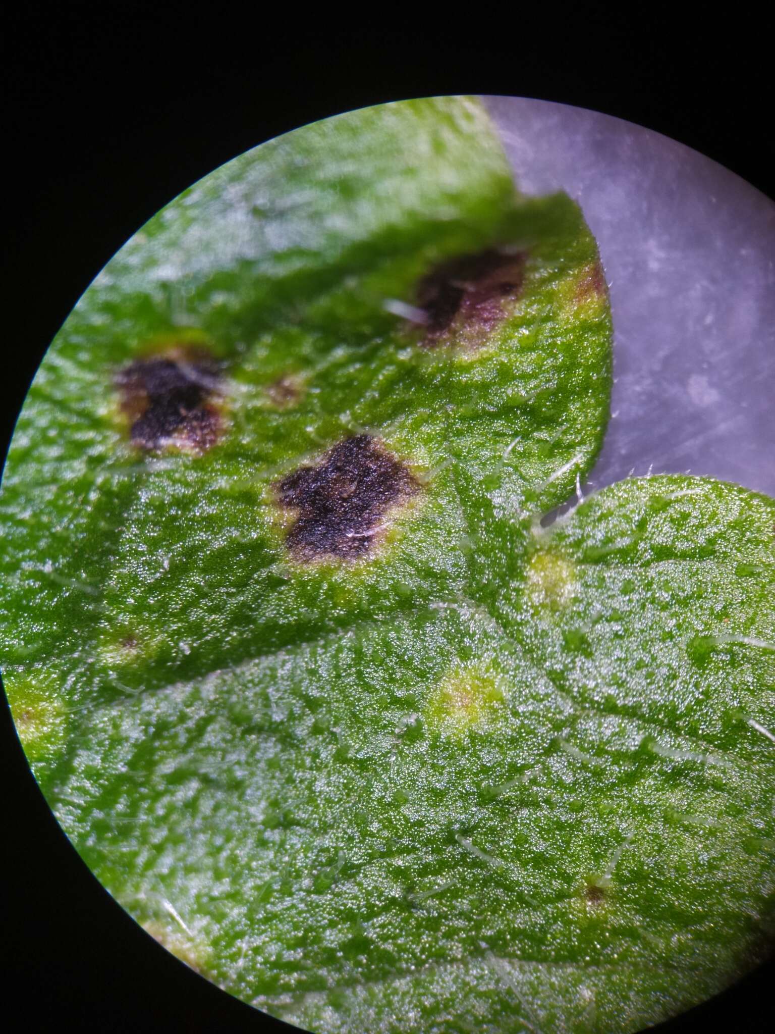 Image of Puccinia glechomatis DC. 1808