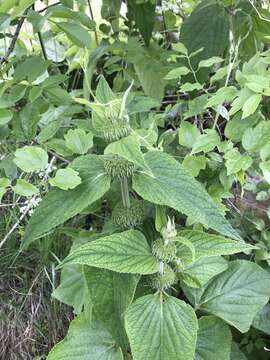 Image of Phlomis russeliana (Sims) Lag. ex Benth.