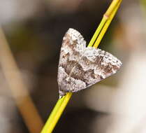 Image of Dichromodes ainaria Guenée 1858