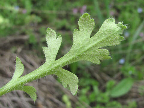 Image of Peronospora arborescens