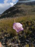 Imagem de Gladiolus bullatus Thunb. ex G. J. Lewis