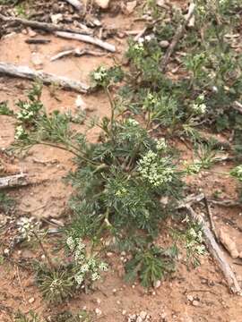 Image of plains sandparsley