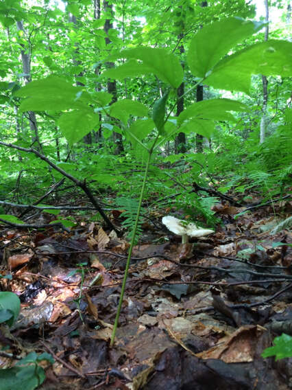 Image of wild sarsaparilla