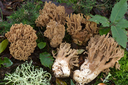 Image of Ramaria fennica (P. Karst.) Ricken 1920