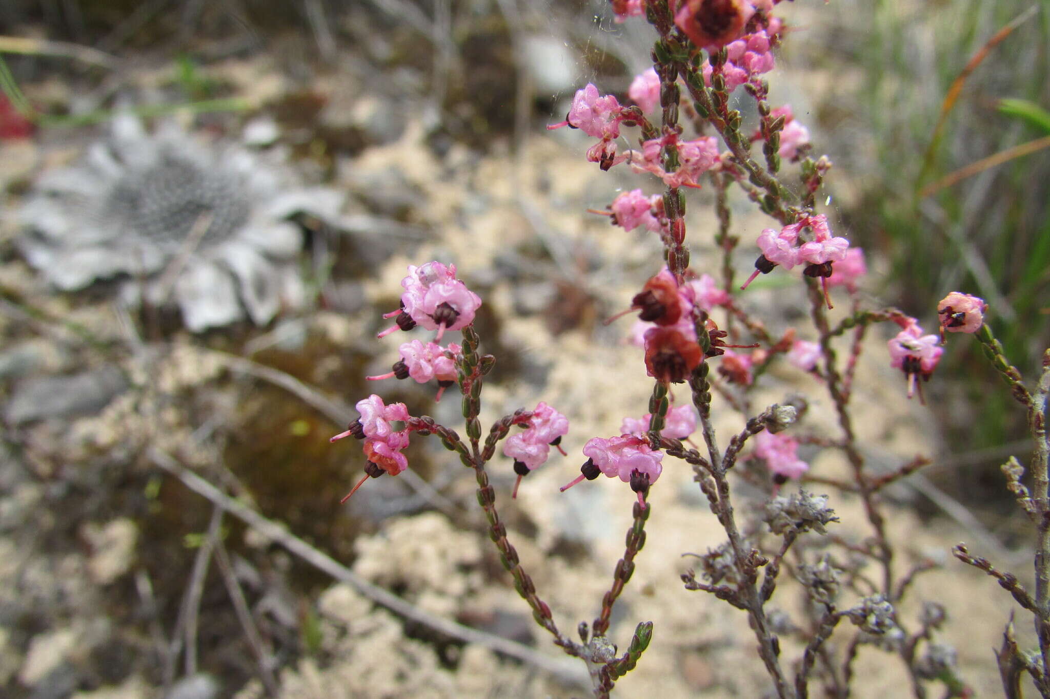 Image of Erica guthriei Bolus