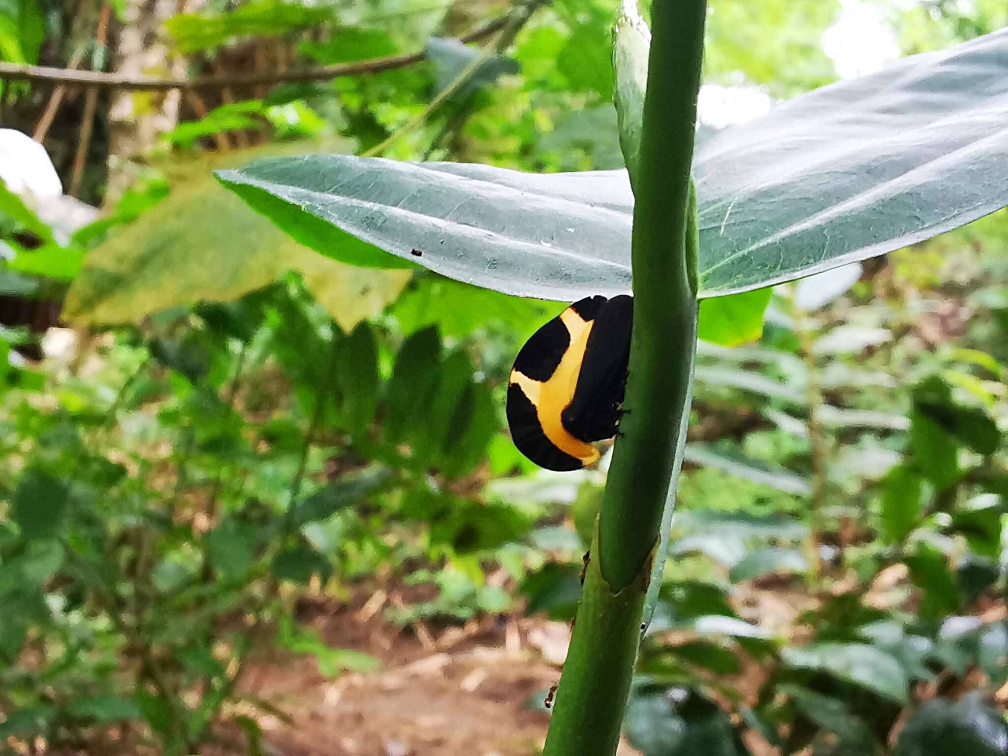 Image of Membracis trimaculata Fairmaire