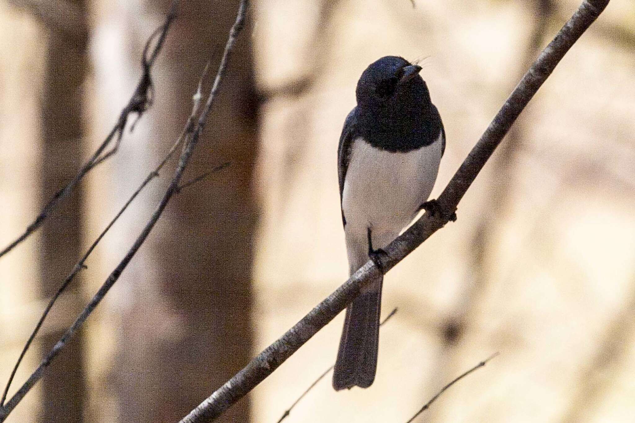 Image of Leaden Flycatcher