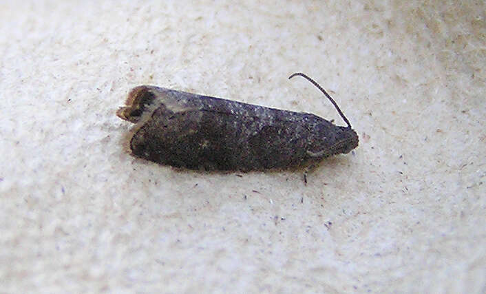 Image of Moth