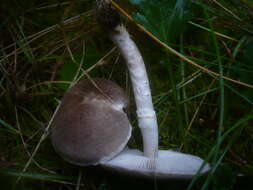 Image of Tricholoma cingulatum (Almfelt ex Fr.) Jacobasch 1892