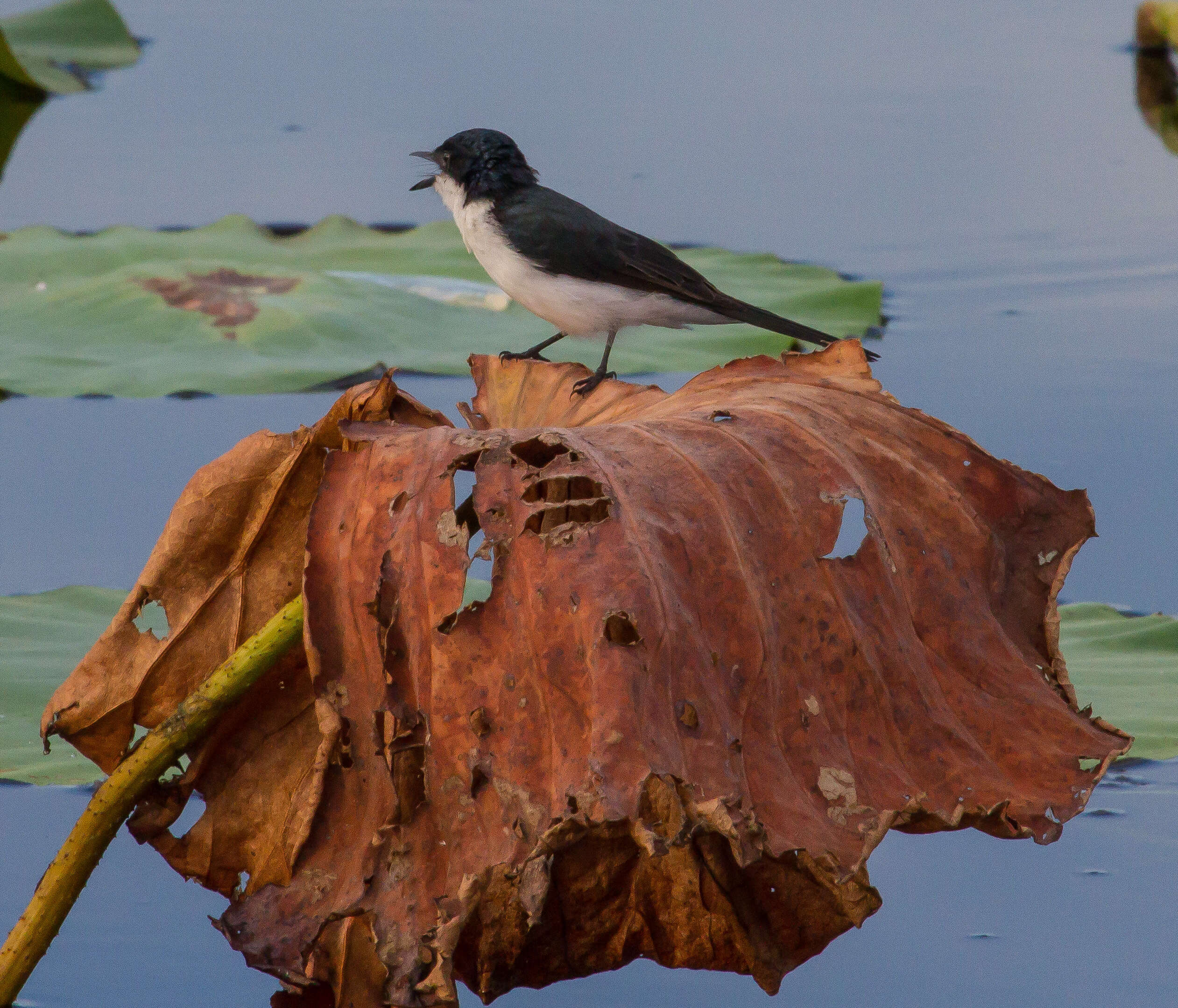 Image of Paperbark Flycatcher