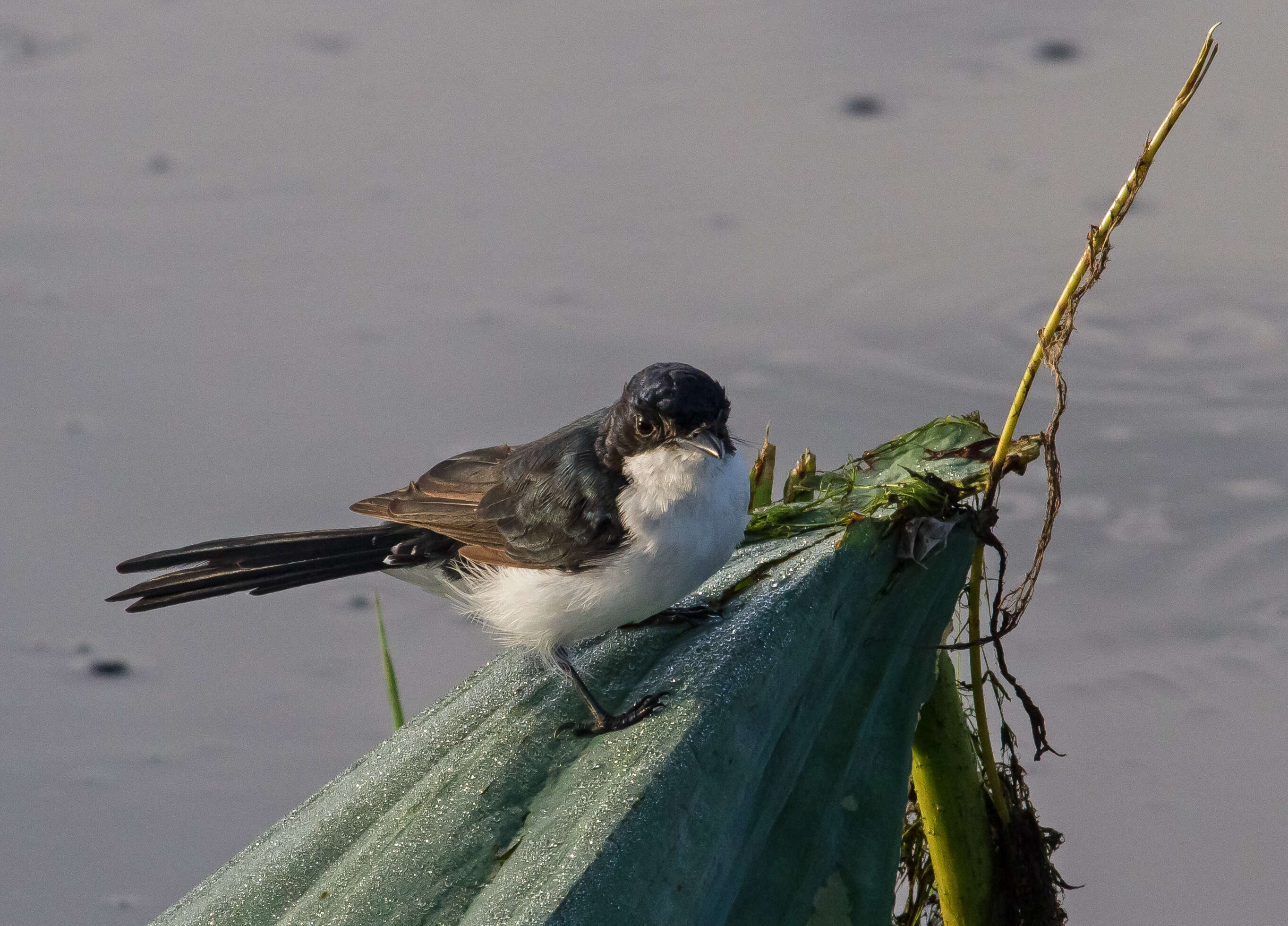 Image of Paperbark Flycatcher