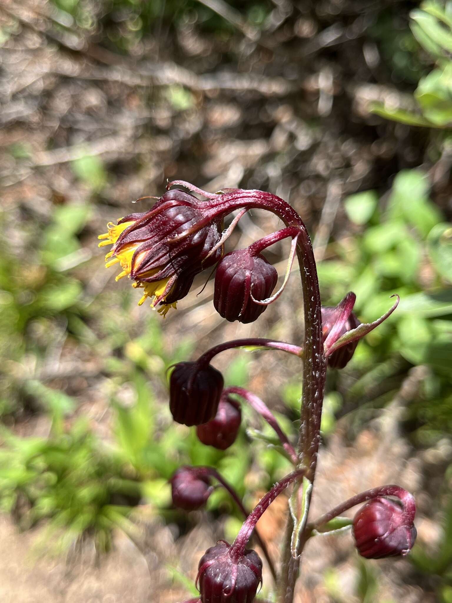 Image of Hall's ragwort