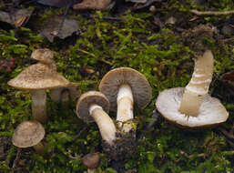 Image of Tricholoma cingulatum (Almfelt ex Fr.) Jacobasch 1892