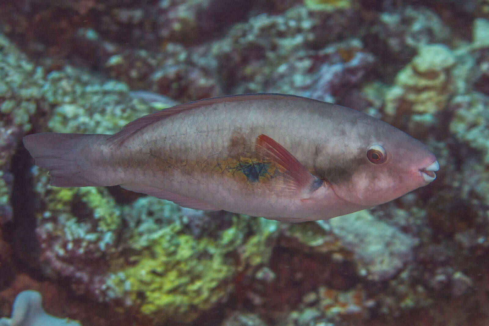 Image of Big belly Parrotfish