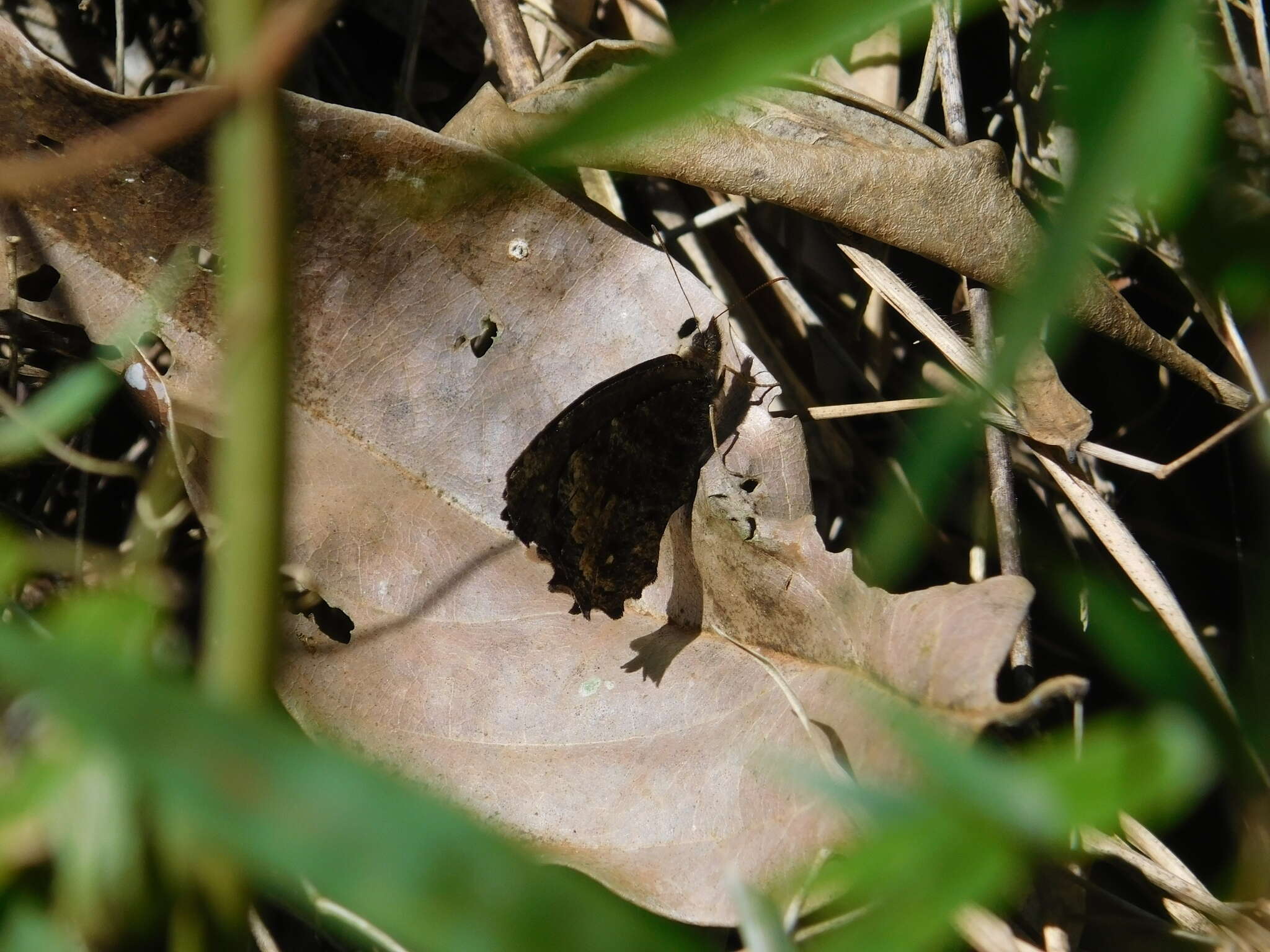 Image of Praepedaliodes phanias Hewitson 1861