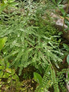 Image of Sophora microphylla var. longicarinata (G. Simpson) Allan