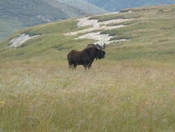 Image of Black Wildebeest