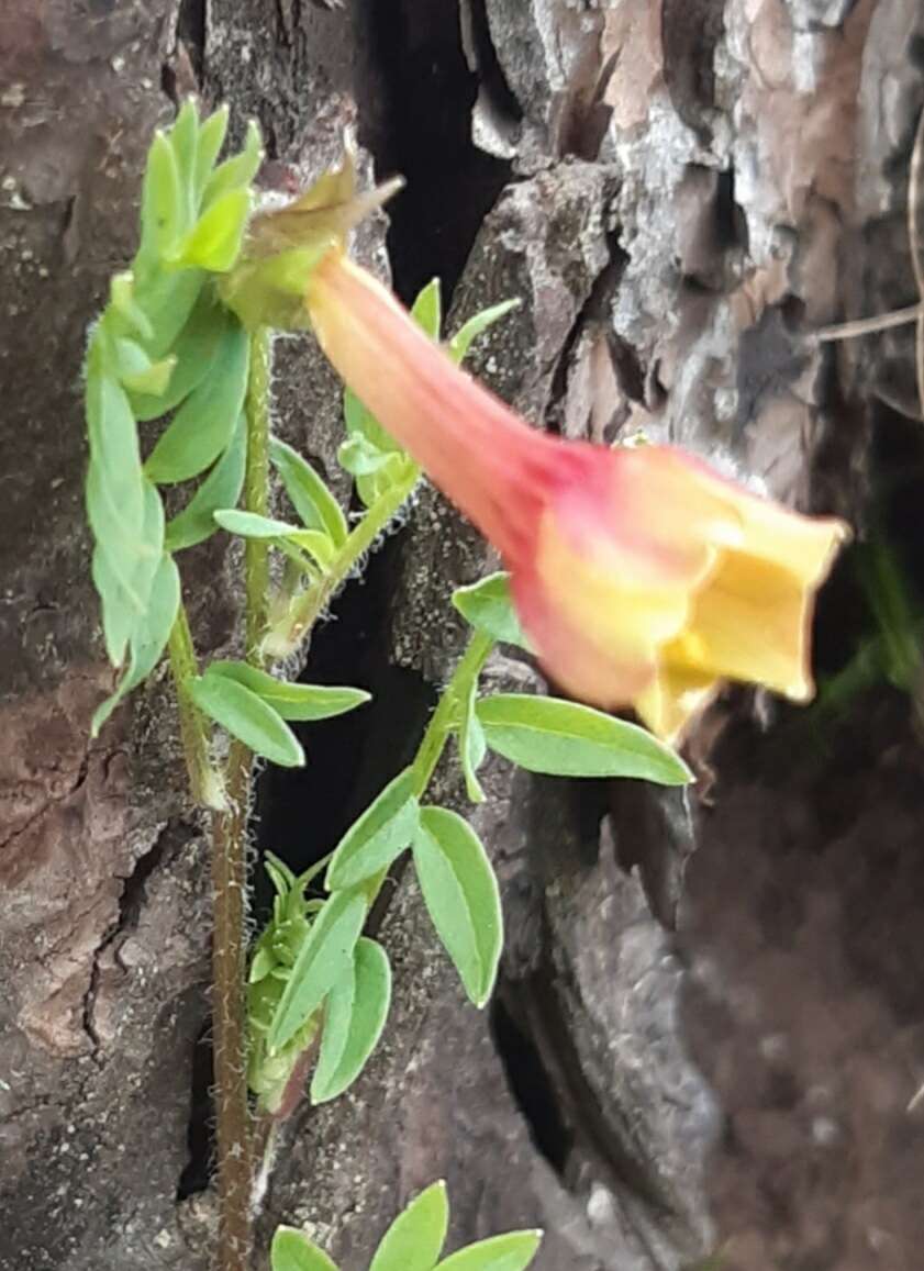 Image of fewflower Jacob's-ladder