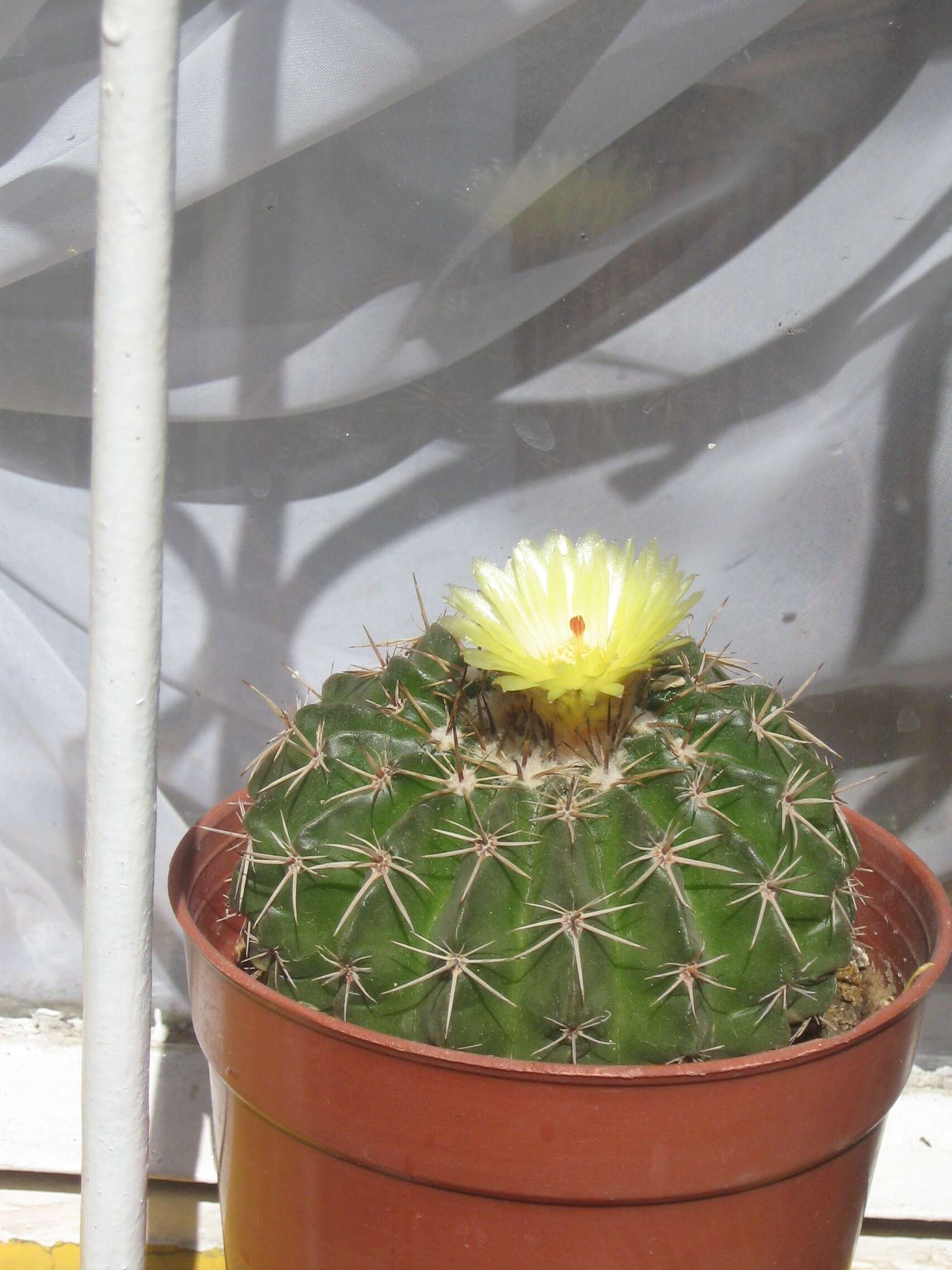 Image of Emory's barrel cactus
