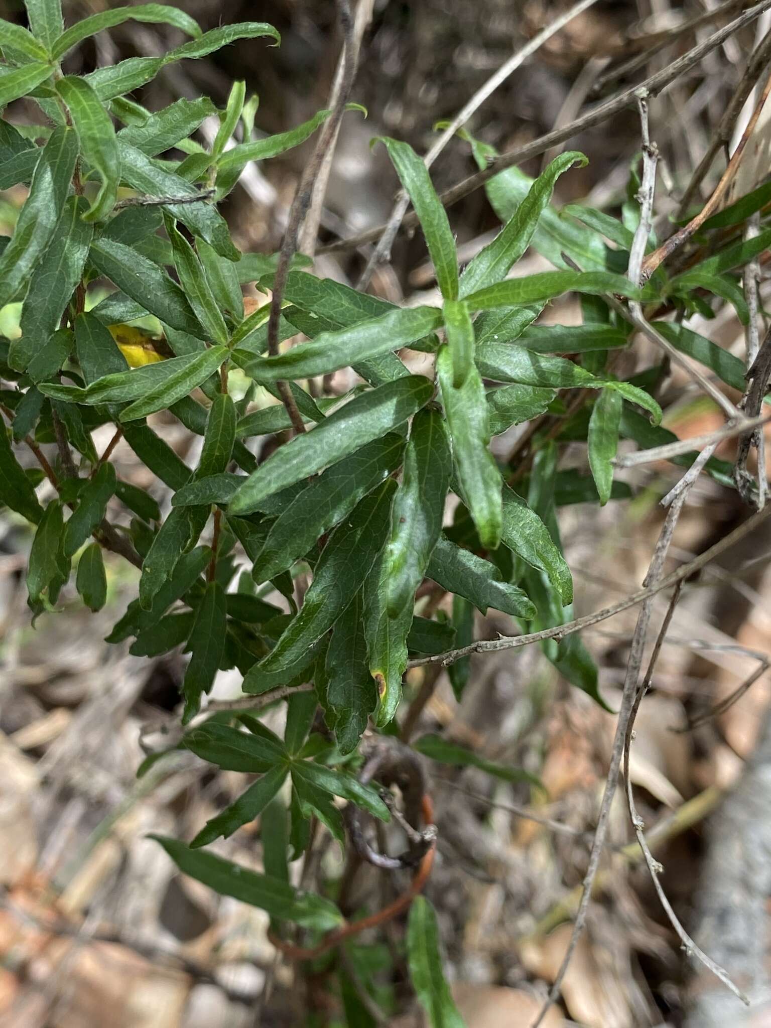 Imagem de Billardiera variifolia DC.