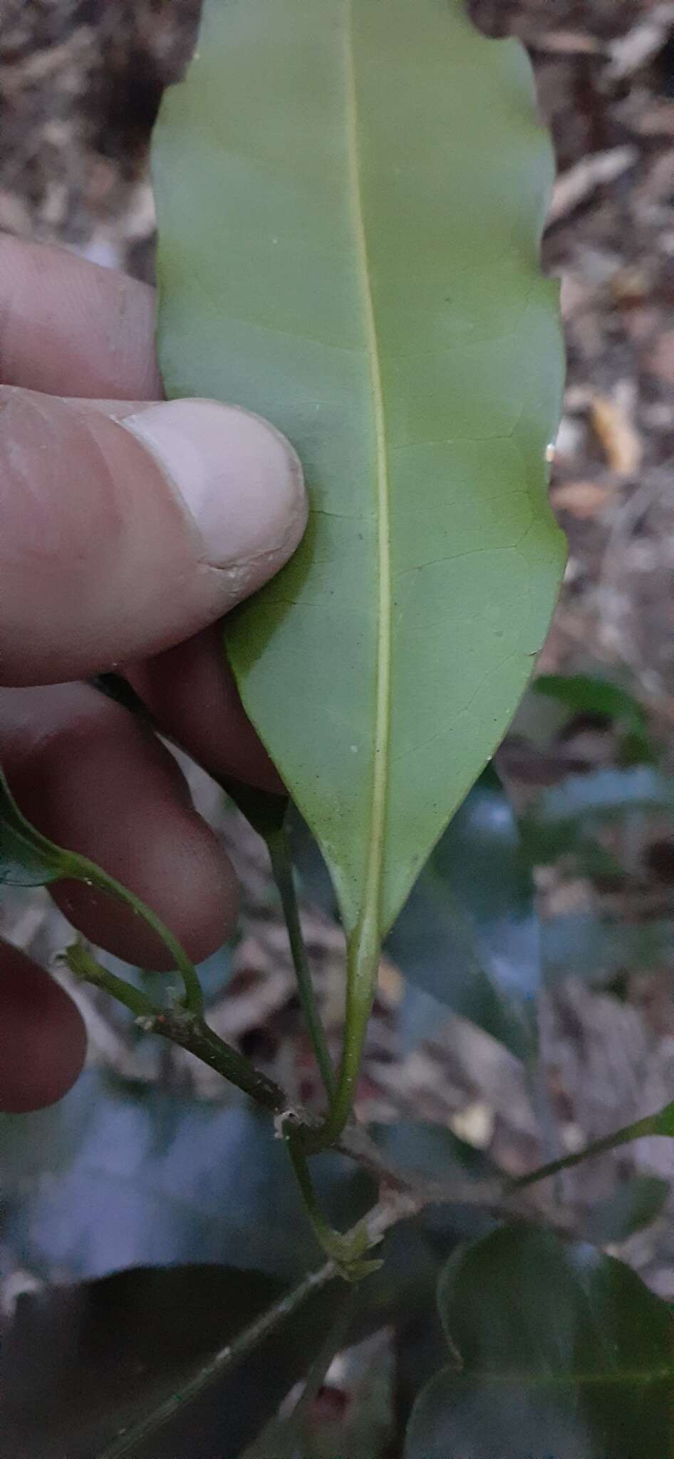 Image of Fontainea australis Jessup & Guymer