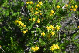 Euryops nodosus B. Nordenst. resmi