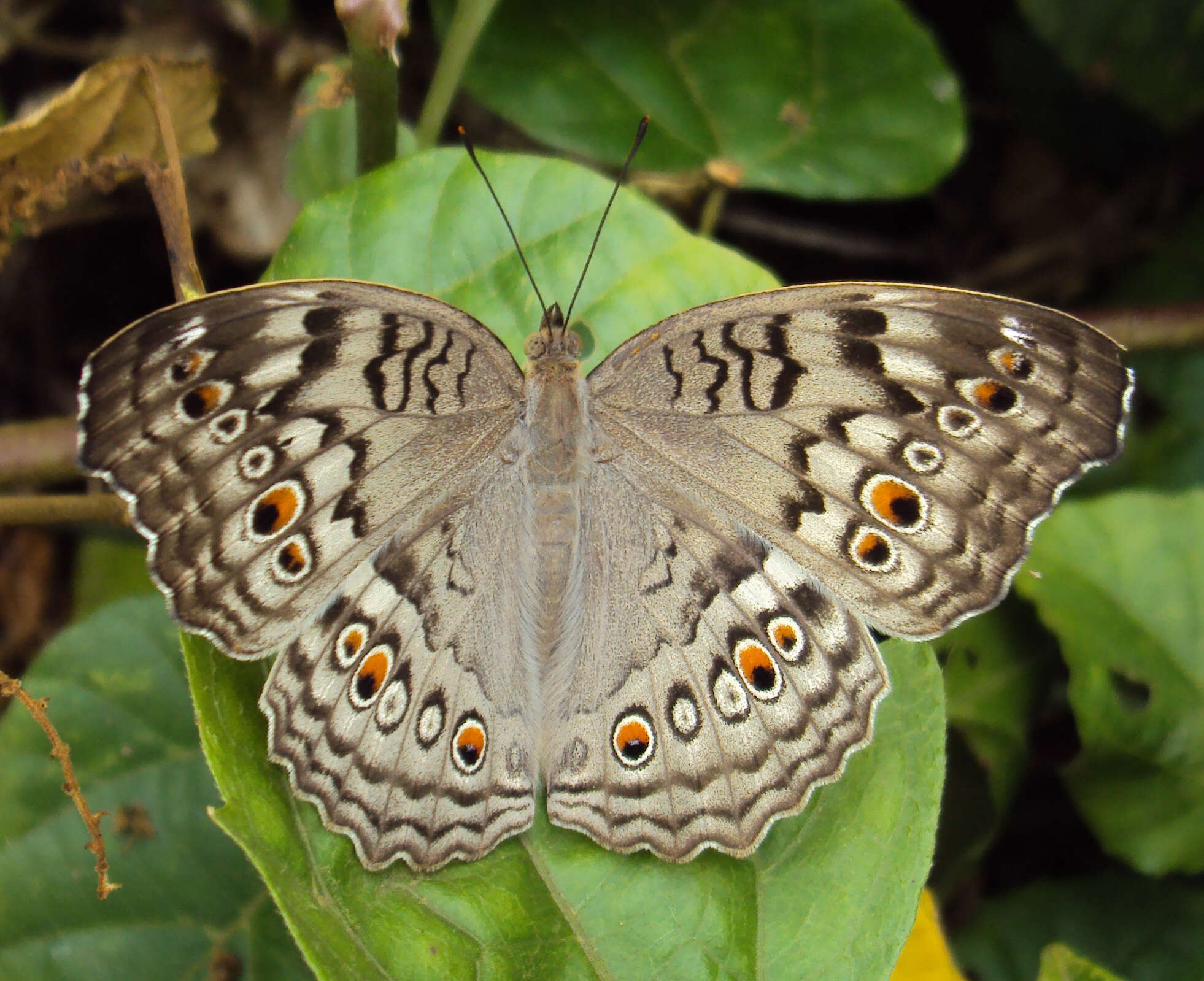 Plancia ëd Junonia atlites Linnaeus 1763