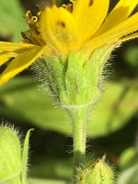 Image of Arnica lanceolata subsp. prima (Maguire) Strother & S. J. Wolf