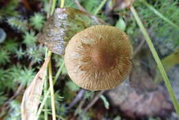 Image of Inocybe flocculosa Sacc. 1887