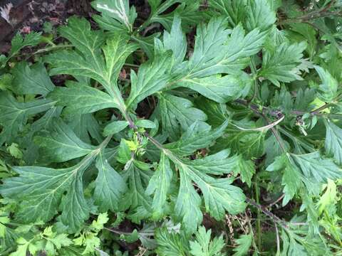 Image of Japanese mugwort