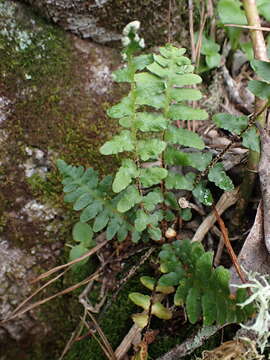 Image of Asplenium cordatum (Thunb.) Sw.