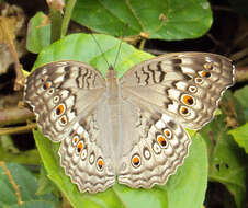 Plancia ëd Junonia atlites Linnaeus 1763