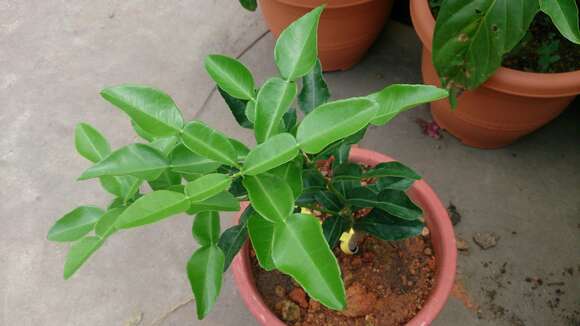 Image of Kaffir Lime