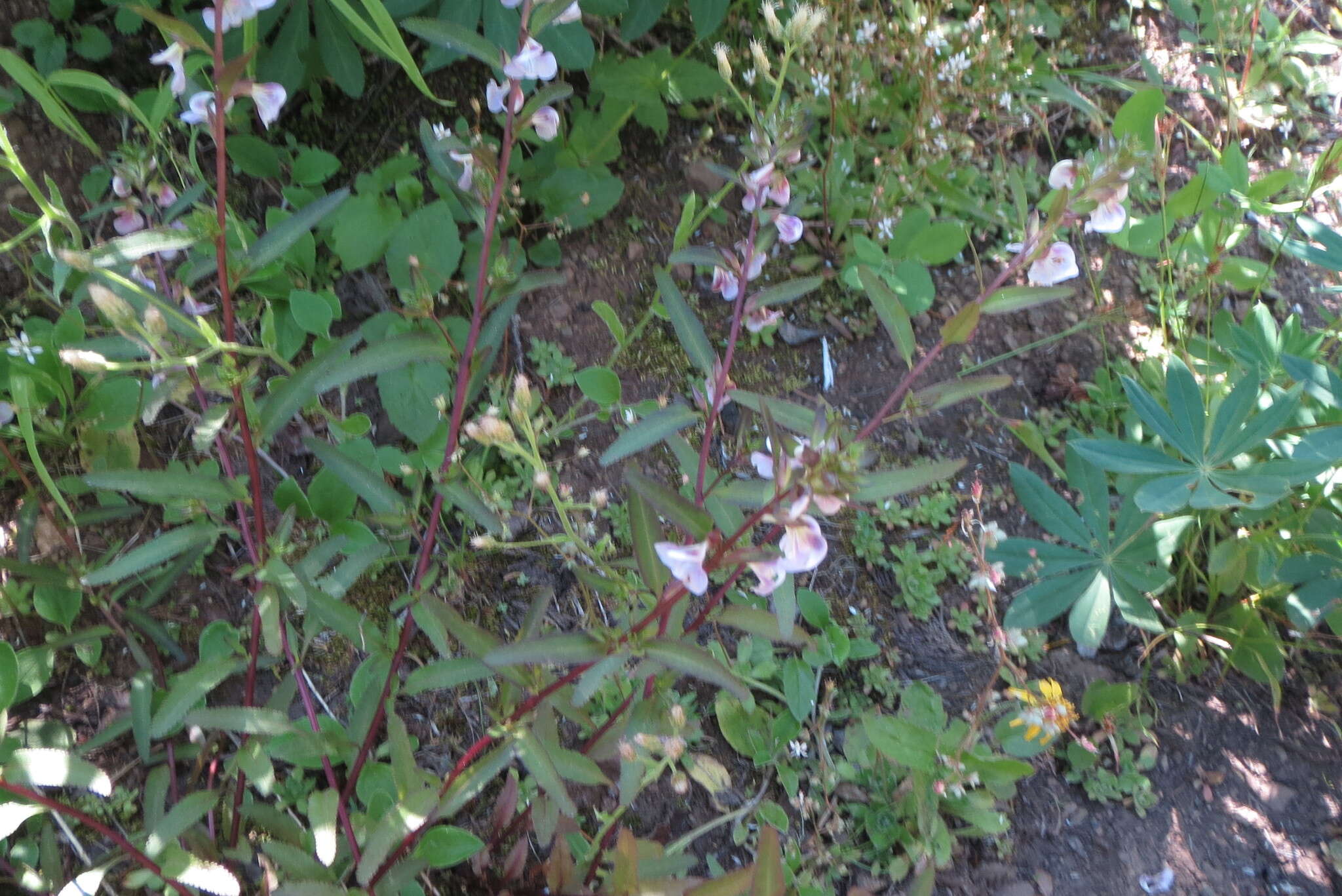 Imagem de Pedicularis racemosa subsp. racemosa