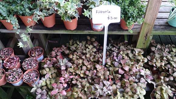 Fittonia albivenis (Lindl. ex Veitch) R. K. Brummitt resmi