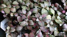 Fittonia albivenis (Lindl. ex Veitch) R. K. Brummitt resmi