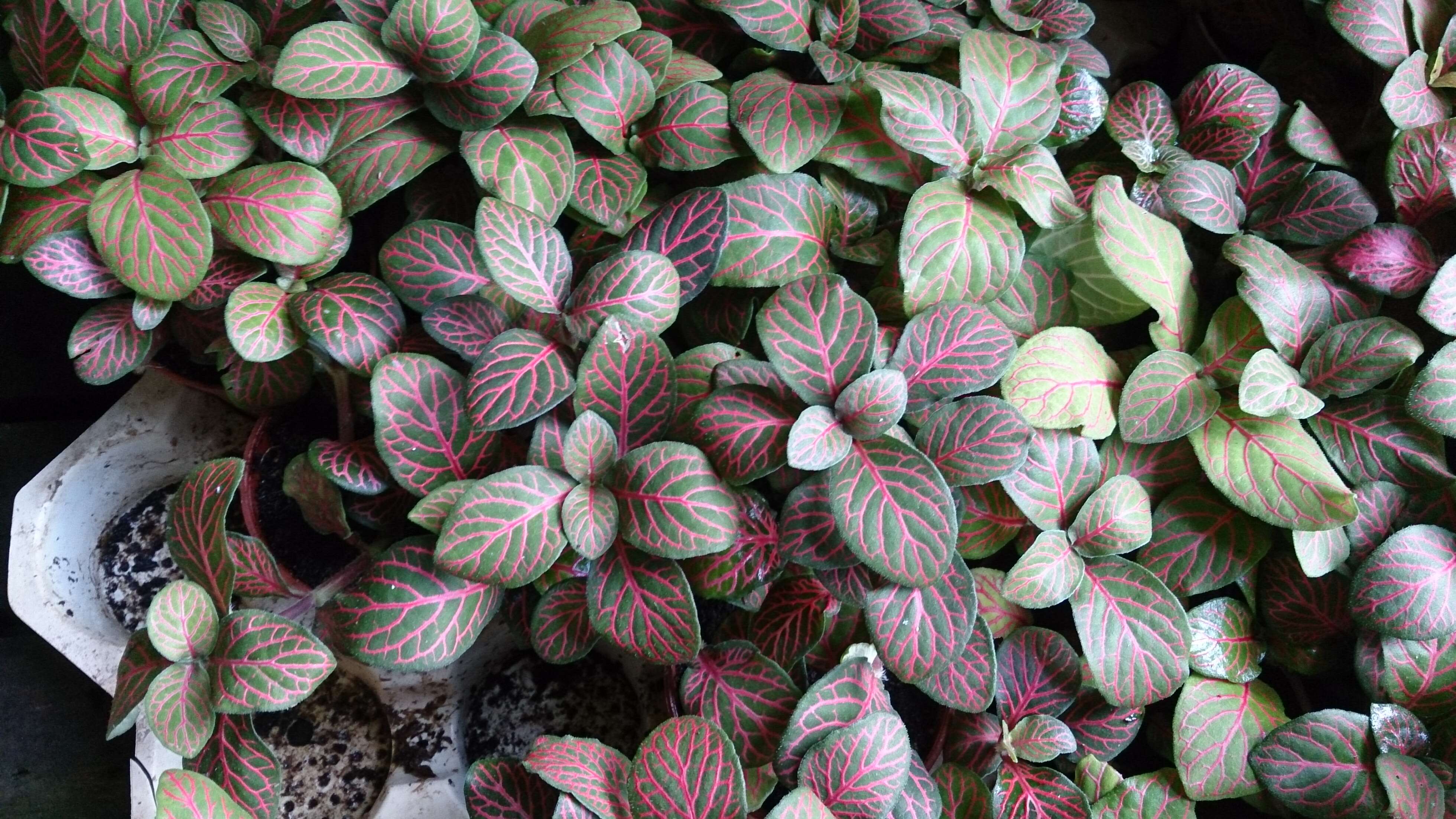 Fittonia albivenis (Lindl. ex Veitch) R. K. Brummitt resmi