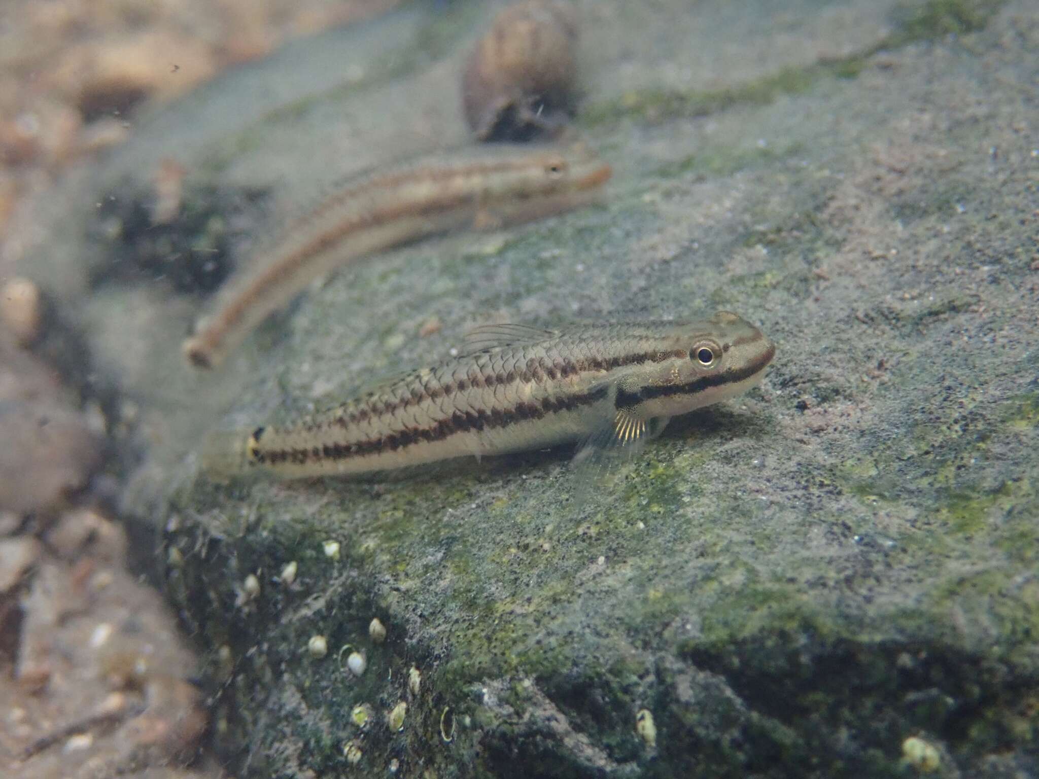 Image de Stiphodon atropurpureus (Herre 1927)