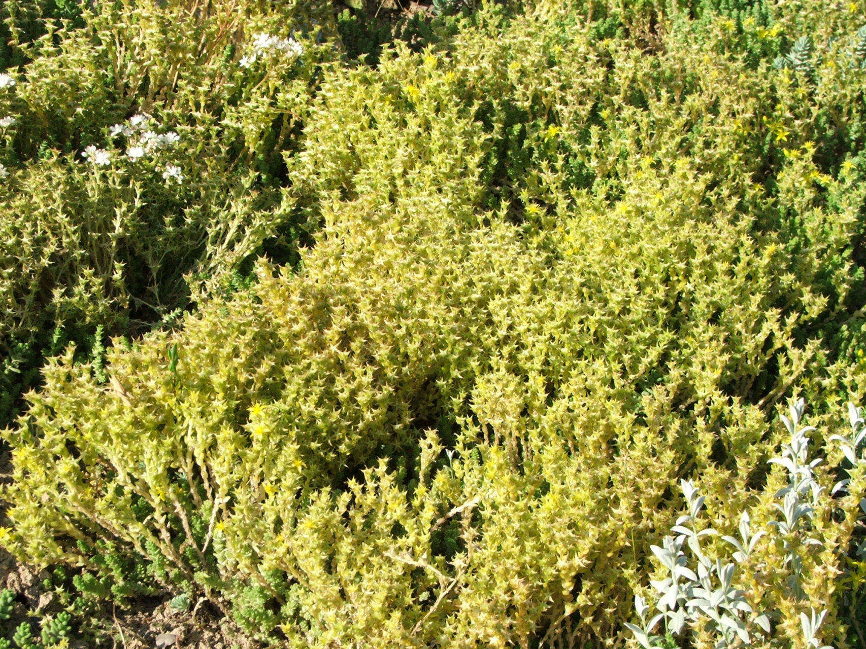 Plancia ëd Sedum acre L.