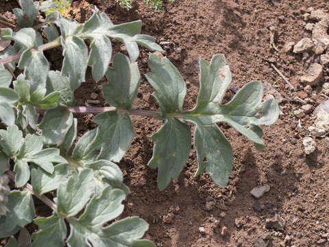 Image of western waterleaf