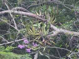 Image of Myrmecophila galeottiana (A. Rich.) Rolfe