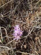 Слика од Colchicum stevenii Kunth