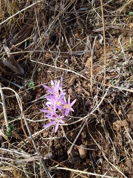 Image of Colchicum stevenii Kunth